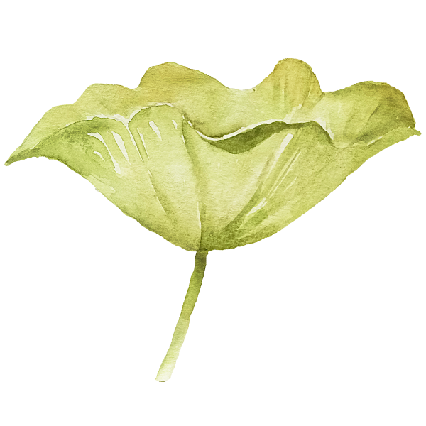 lotus flower with leaf, watercolor